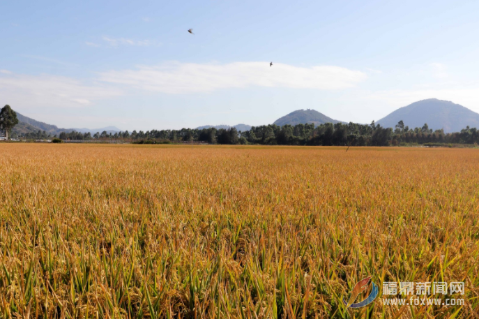 bet365：秋收冬种正当时 田间地头生产忙