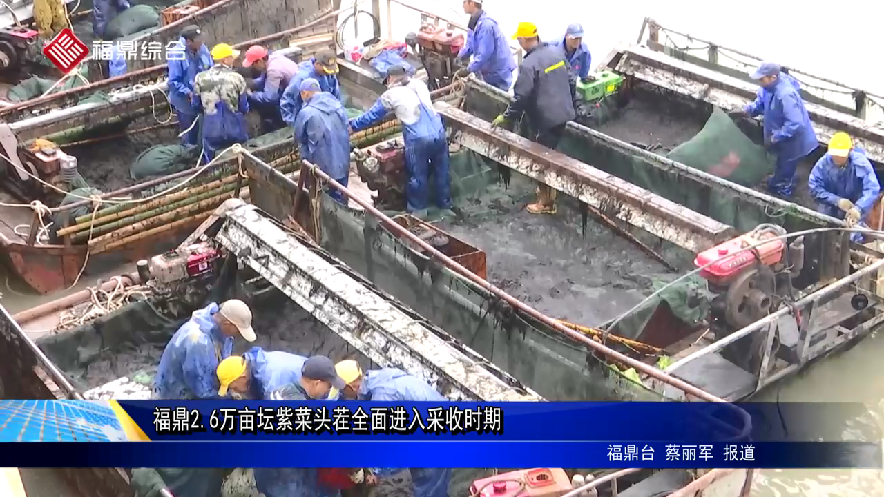 bet3652.6万亩坛紫菜头茬全面进入采收时期